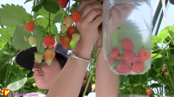 Cuffed picking fruit