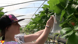 Cuffed picking fruit